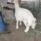 خروف حري