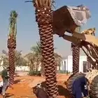 نخل القصيم المثمرة
