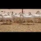 معزه بيشيه عددها 40