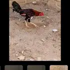 ديك مهجن