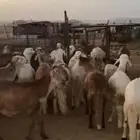 طليان سواكن اضاحي تربيه اكثر من اربع شهور