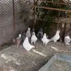 خط الرديف جنب ملعب العين
