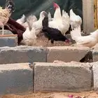 دجاج بلدي ابيض