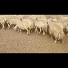 ضان حريه صنف مشروطه فحص