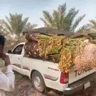 يوجد لدينا جميع أنواع النخيل الوشنطني والعربي
