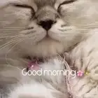 قطوه للبيع