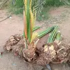 يوجد لدينا جميع انواع النخيل