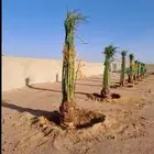 توريد جميع انواع النخل وتكريب جميع انواع النخل