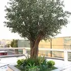 أشجار ونخيل