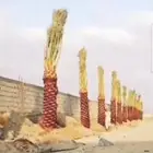 يوجد لدينا جميع انواع انخيل