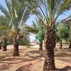 يوجد لدينا جميع انواع انخيل