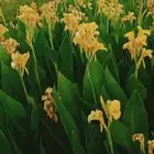 ابومحمد لتنسيق الحدائق