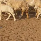 ضان حريه صنف