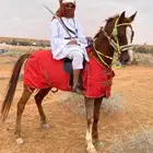 خيل للايجار
