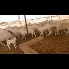 ضان حريه 72 تحتها 6