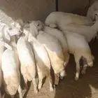 خرفان ورخال