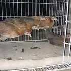 دجاج بلدي ترثه
