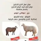 ذبايح للبيع ( سواكني - حري ) يوجد ذبح وتوصيل .