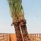 يوجد لدينا جميع انواع انخيل