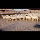 ضان حريه صنف مراح واحد وسم واحد