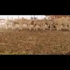 رخال طيبه