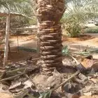 التوريد النخيل صقعي اخلاص سكري برحي