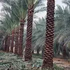 يوجد لدينا جميع أنواع النخيل الوشنطني والعربي