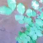 خروب شتلات الخروب