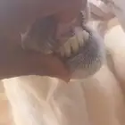 2فحوله للبيع البيع لاعلي سعر مشروطه