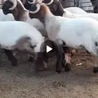 جزعان طيبه للبيع