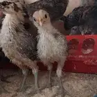 فيومي عمر شهر