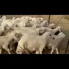 غنم طيبه
