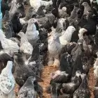 دجاج البراهمه للبيع العمر ثلاثه شهور ونص بي قل سعر
