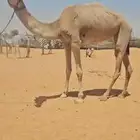 جذعة هجن مهجنه