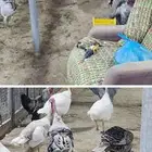 خط الرديف قريب من محطة اكسترا