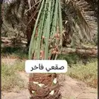 شقراء مرت الغاط جميع أعمال النخيل تكريب وقلع وغرس شبوك مزارع