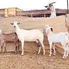 عنز بيشيه تحتها تيس وجفره ذبايح
