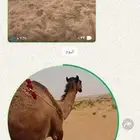 خلفه صفراء معها قعود هديه حليبه ماشاء الله