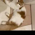 قطط لتبني جده ومكه العمر سنه