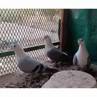 حمام بصراوي للبيع