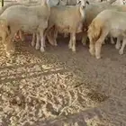 رخال جدعات