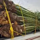 نخل القصيم المثمرة