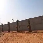 نقايل نخيل للبيع