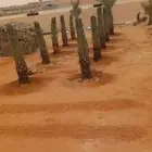 نخيل صقعي سكري اخلاص مجدول هلالي توريدنخيل فسايل