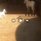 عنز طيبه معها تبي