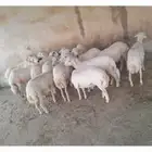 خروف للبيع