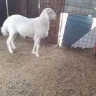 طلي صنف ابوه معرف غير مشروط