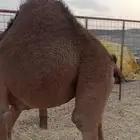 حشو فل شحم قود ذبح شي فاخر حشو مراح العلف شعير وتبن في وجه ا