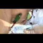 زوج كنيور معاه فرخ (تم البيع)