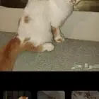 قطه للتبني في جده
